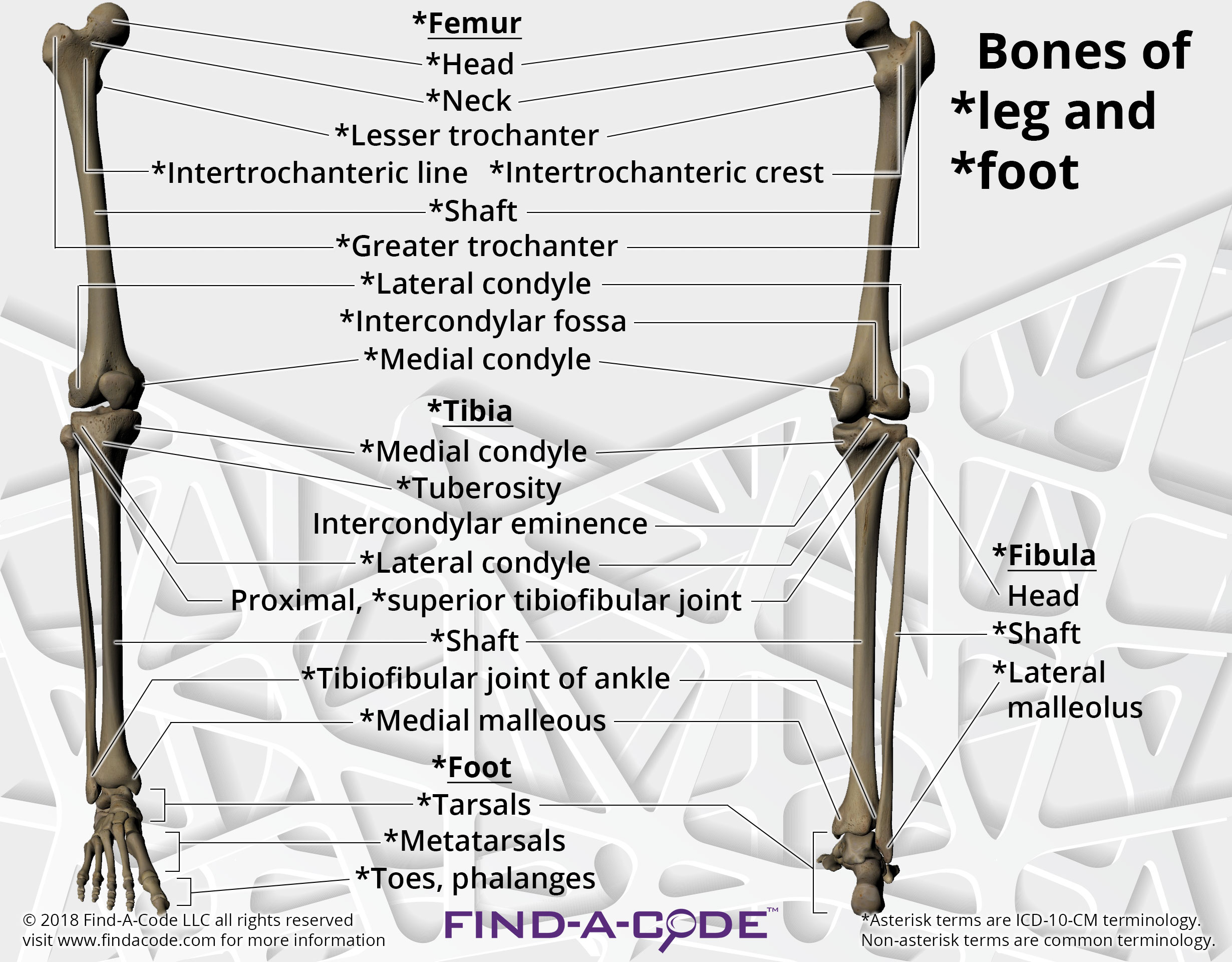 Orthopedics Articles and Resources