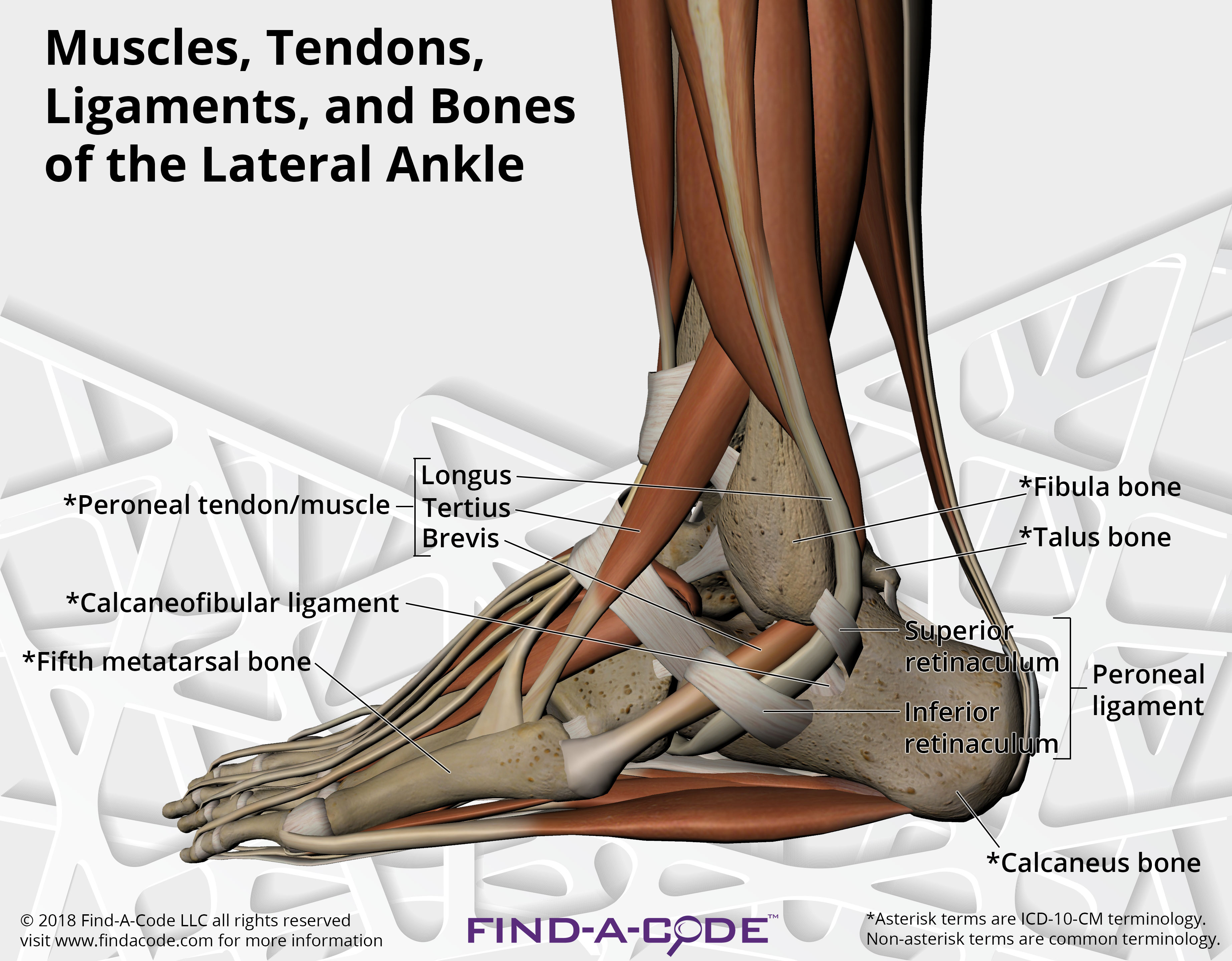 Ankle Anatomy Muscles